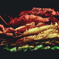 QA_Generic Frozen Tuna